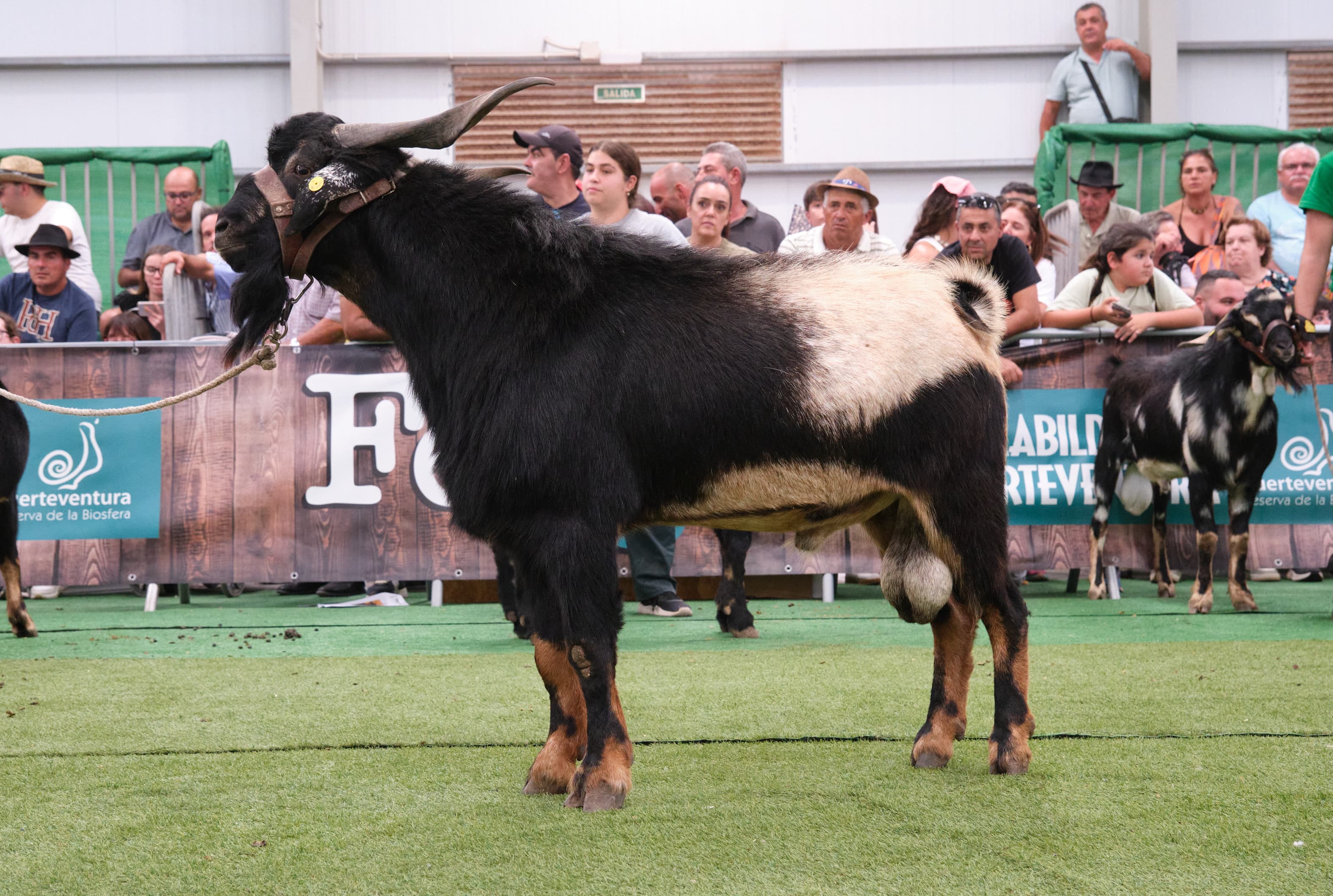 Un ejemplar de la Ganadería de Andrés Rodríguez, la puja más alta de la subasta de sementales por 2.625 euros por parte de Nicolás Castro